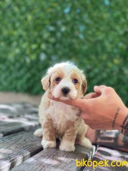 Maltipoo Yavrularımız