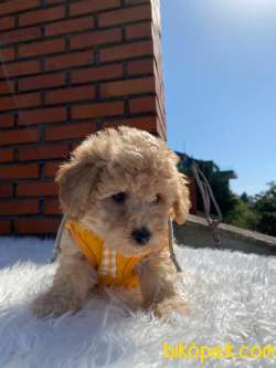 Maltipoo Yavrularımız 4