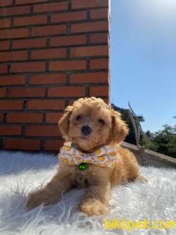 Maltipoo Yavrularımız