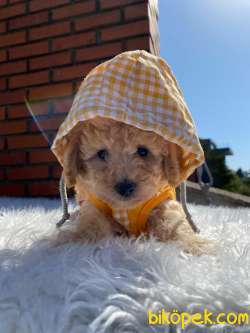 Maltipoo Yavrularımız 3