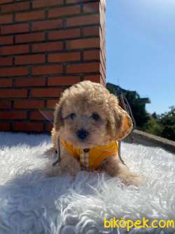 Maltipoo Yavrularımız 5