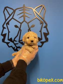 Maltipoo Yavrularımız Bebek Yüzlü