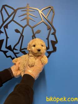 Maltipoo Yavrularımız Bebek Yüzlü 3