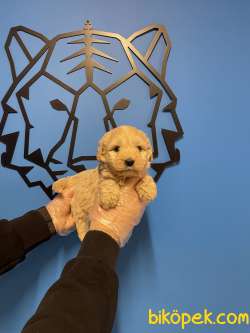 Maltipoo Yavrularımız Bebek Yüzlü 4