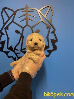 Maltipoo Yavrularımız Bebek Yüzlü 2