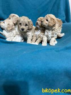 MALTİPOO YAVRULARIMIZ EVİNİZİN NEŞESİ OLACAKTIR 2