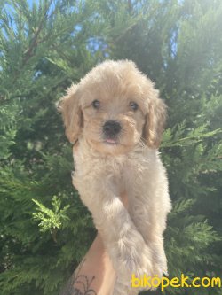 Maltipoo Yavrularımız F 1 Orjinal Rusya Dan 3