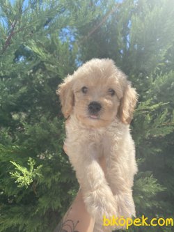 Maltipoo Yavrularımız F 1 Orjinal Rusya Dan 1