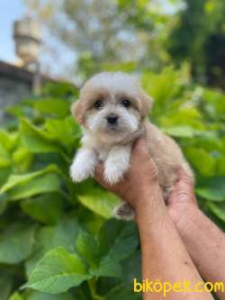 Maltipoo Yavrularımız Gelmiştir 19 3