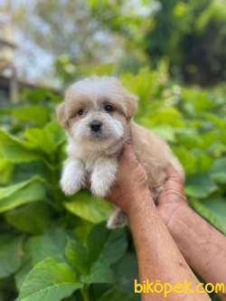 Maltipoo Yavrularımız Gelmiştir 19 2