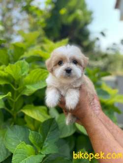 Maltipoo Yavrularımız Gelmiştir 19 1