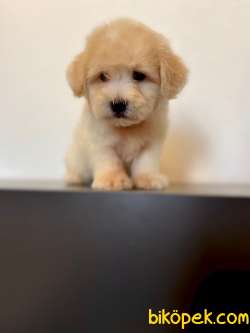 Maltipoo Yavrularımız Gelmiştir 3 3