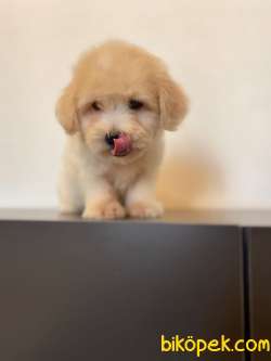 Maltipoo Yavrularımız Gelmiştir 3 1