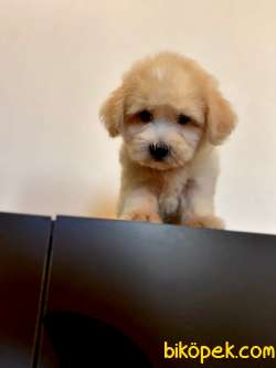 Maltipoo Yavrularımız Gelmiştir 3 2