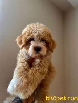 Maltipoo Yavrularımız Gelmiştir 2