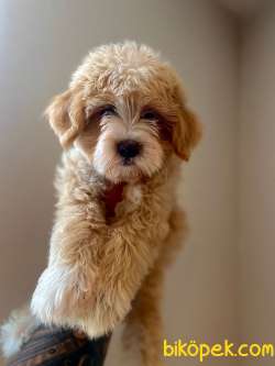 Maltipoo Yavrularımız Gelmiştir 1