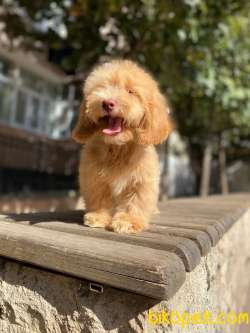 Maltipoo Yavrularımız Gelmiştir 4