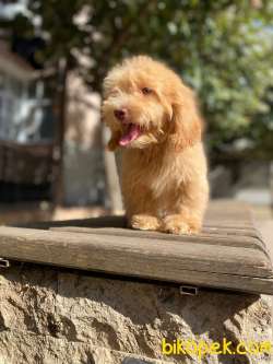 Maltipoo Yavrularımız Gelmiştir 2