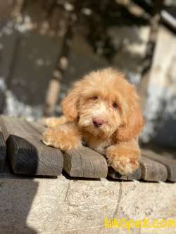 Maltipoo Yavrularımız Gelmiştir 3