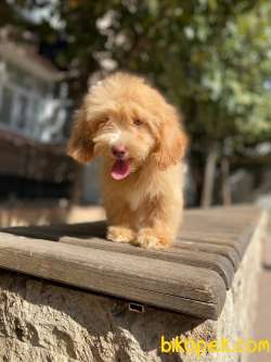 Maltipoo Yavrularımız Gelmiştir 1