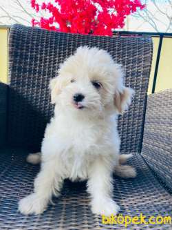 MALTİPOO YAVRULARIMIZ SİZLERLE 2