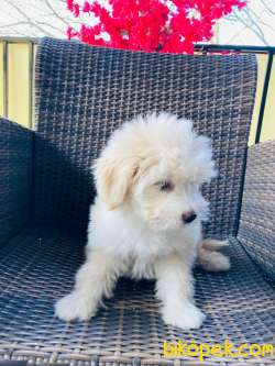 MALTİPOO YAVRULARIMIZ SİZLERLE 3