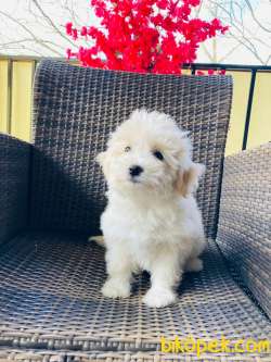 MALTİPOO YAVRULARIMIZ SİZLERLE 5