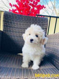 MALTİPOO YAVRULARIMIZ SİZLERLE 4