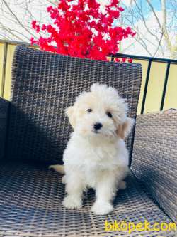 MALTİPOO YAVRULARIMIZ SİZLERLE 1