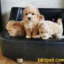 MALTİPOO YAVRULARMIZZ 3