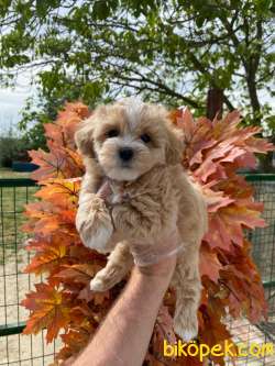 MALTİPOO YAVRULARMIZZ 2