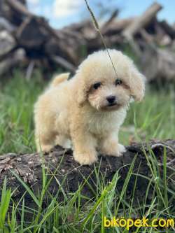 MALTİPOO YAVRULARR MİNİ BOY KG GARANTİLİ 3