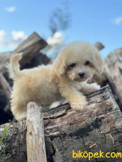 MALTİPOO YAVRULARR MİNİ BOY KG GARANTİLİ 1