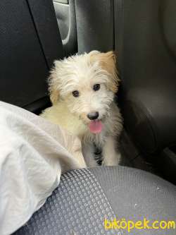Maltipoo Yavrumu Sahiplendiriyorum 5
