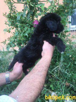 Maltipoo Yavrumuz Aşılı Kimlikli Teslim 3