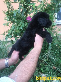 Maltipoo Yavrumuz Aşılı Kimlikli Teslim 2