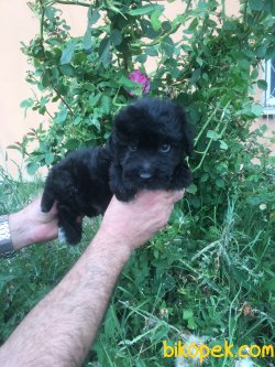 Maltipoo Yavrumuz Aşılı Kimlikli Teslim 1