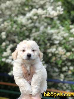 Maltipoo Yavrumuz Irk Ve Saglık Garantili 4