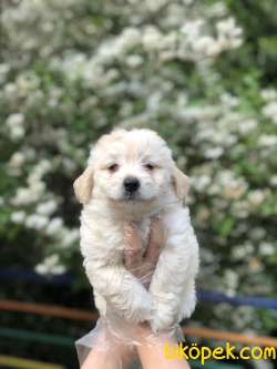 Maltipoo Yavrumuz Irk Ve Saglık Garantili 2