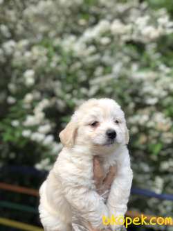Maltipoo Yavrumuz Irk Ve Saglık Garantili 1