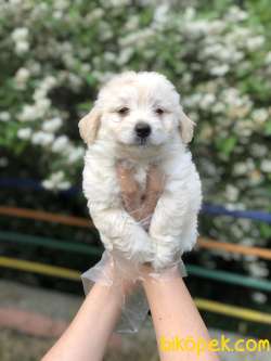 Maltipoo Yavrumuz Irk Ve Saglık Garantili 3