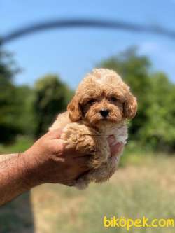 Maltipoo Yavrumuz New 3