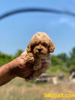 Maltipoo Yavrumuz New 4