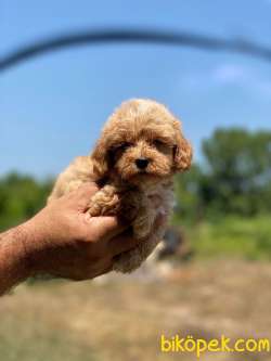 Maltipoo Yavrumuz New