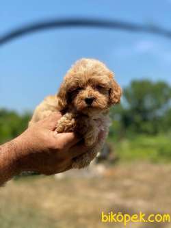 Maltipoo Yavrumuz New 2