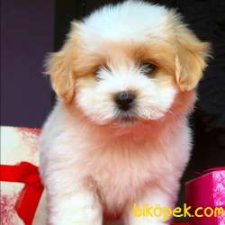 Maltipoo Yavrumuz Yeni Yuvasına Gitmeye Hazır  3