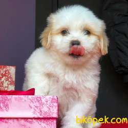 Maltipoo Yavrumuz Yeni Yuvasına Gitmeye Hazır  5