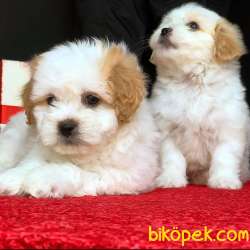 Maltipoo Yavrumuz Yeni Yuvasına Gitmeye Hazır  1