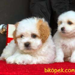 Maltipoo Yavrumuz Yeni Yuvasına Gitmeye Hazır  4