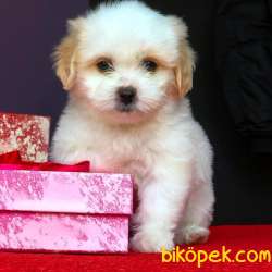 Maltipoo Yavrumuz Yeni Yuvasına Gitmeye Hazır  2